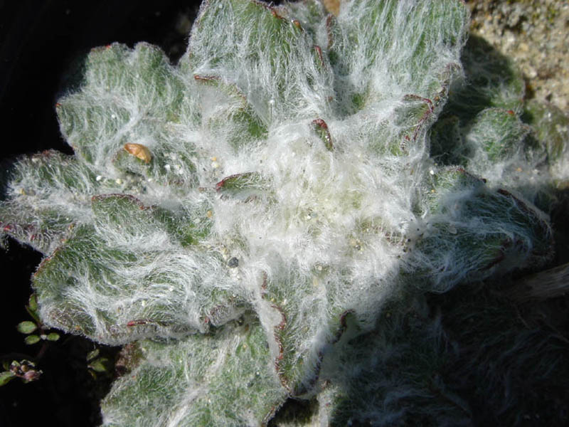 Hieracium eriophorum photo